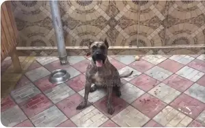 6-12 months Female Purebred Presa Canario