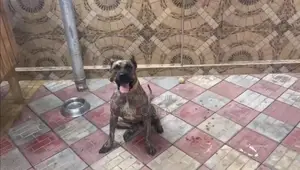 6-12 months Female Purebred Presa Canario