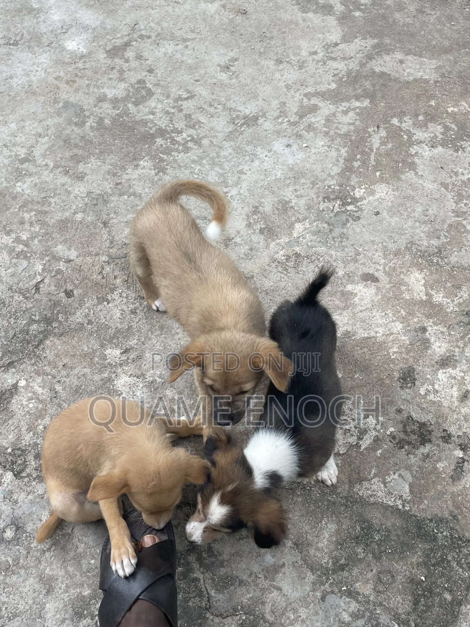 1-3 months Male Mixed Breed Jack Russell Terrier
