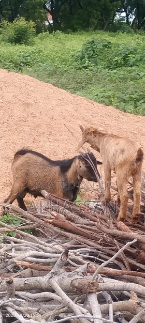 Alhassan Farm