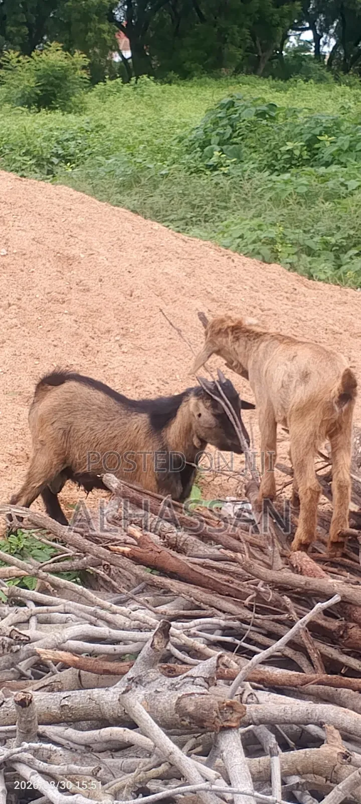 Alhassan Farm