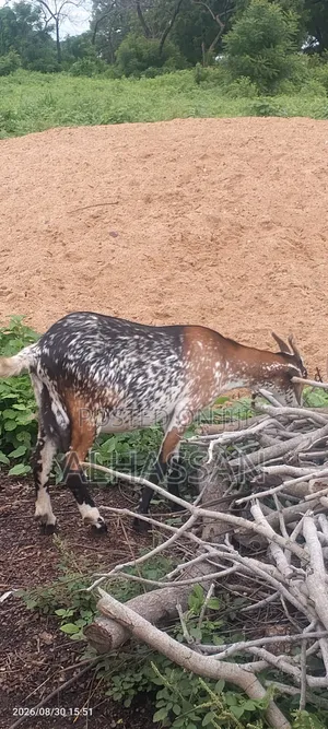 Alhassan Farm