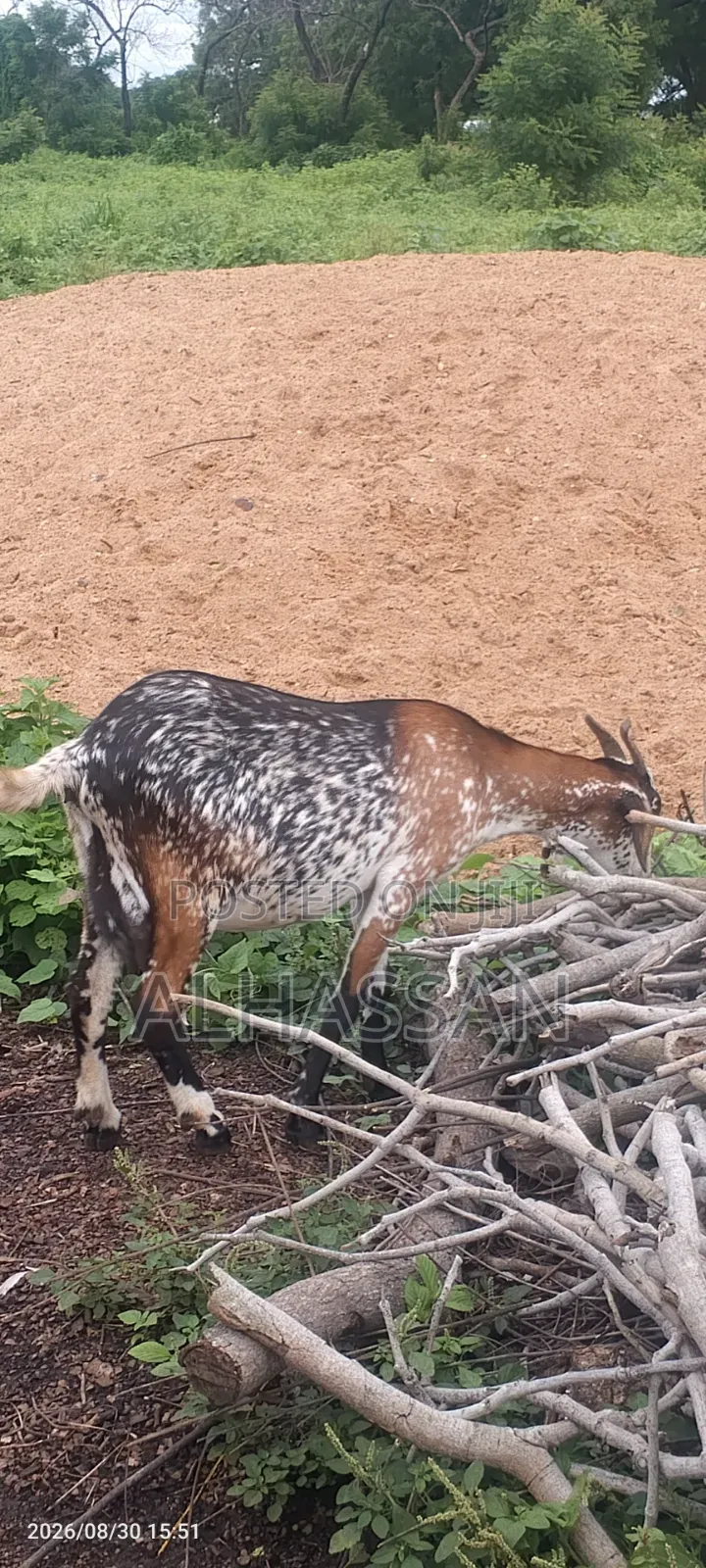 Alhassan Farm