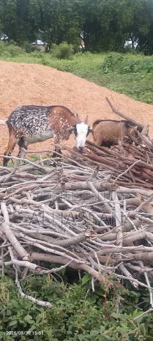 Alhassan Farm