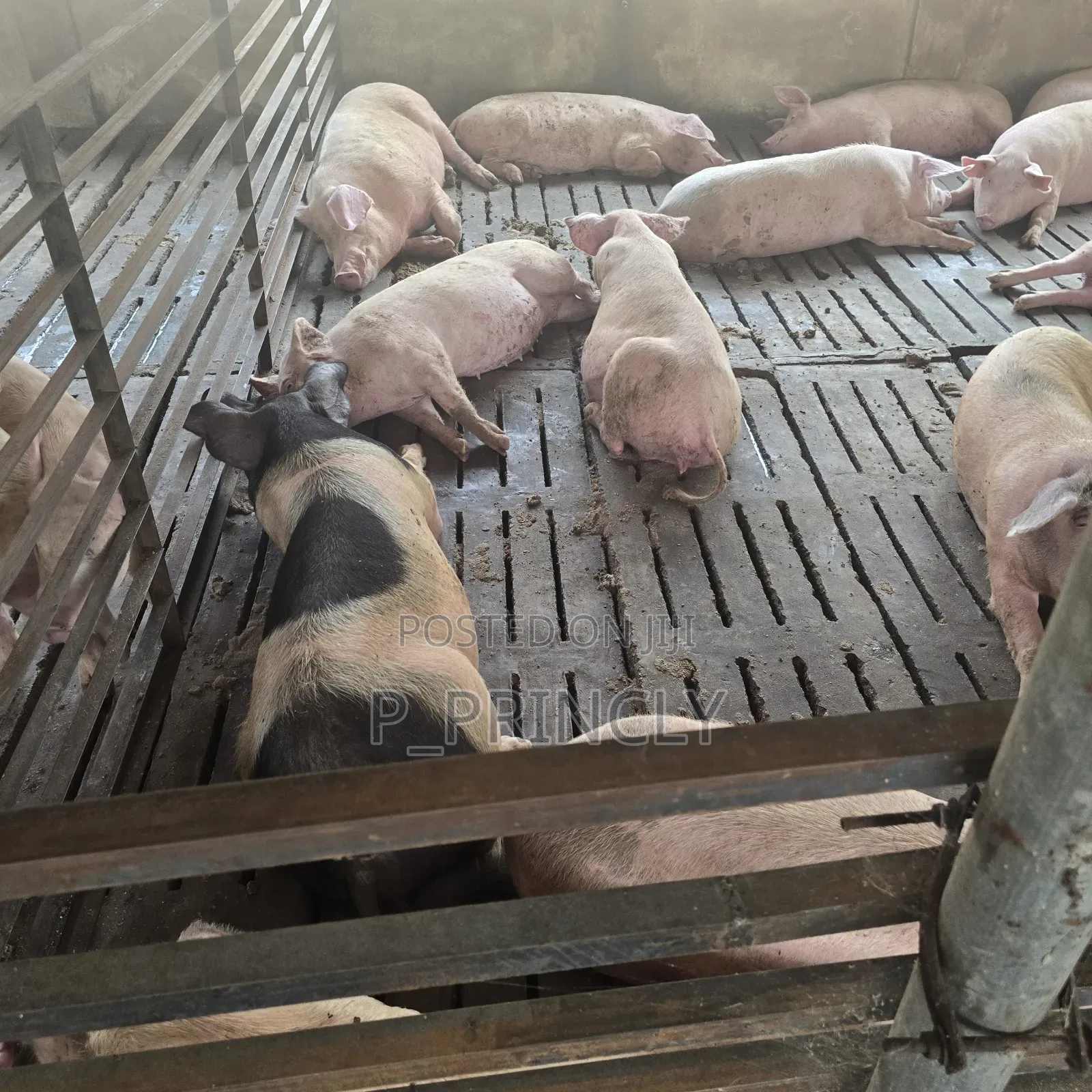 Pig Farm Worker