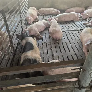 Pig Farm Worker