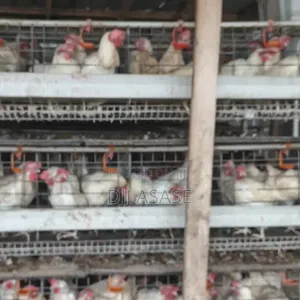 Healthy White Layers for Sale