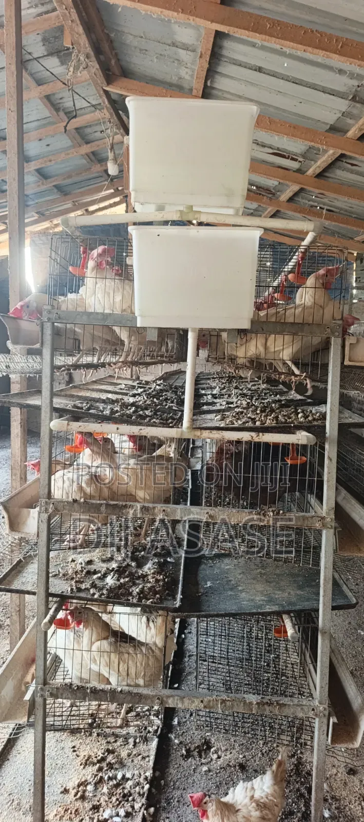 H- Type Battery Cages for Sale(3 Tiers) Contain 120 Capacity