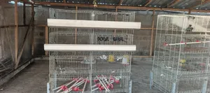 Day-Old Chicken Battery Cages for Sale – Capacity 400 Birds