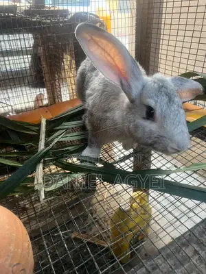 Healthy Rabbits for Sale – Affordable Price