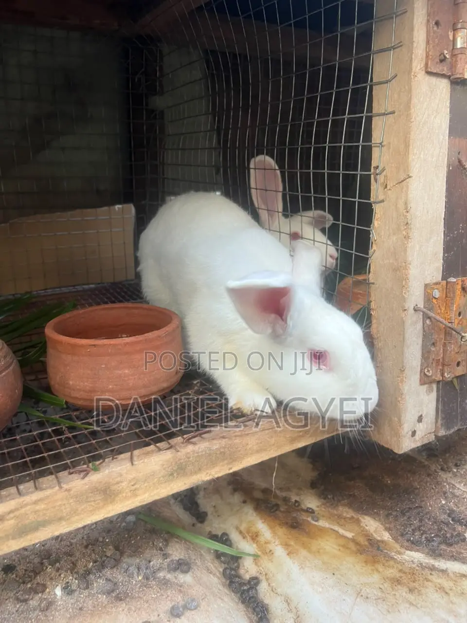 Healthy Rabbits for Sale – Affordable Price