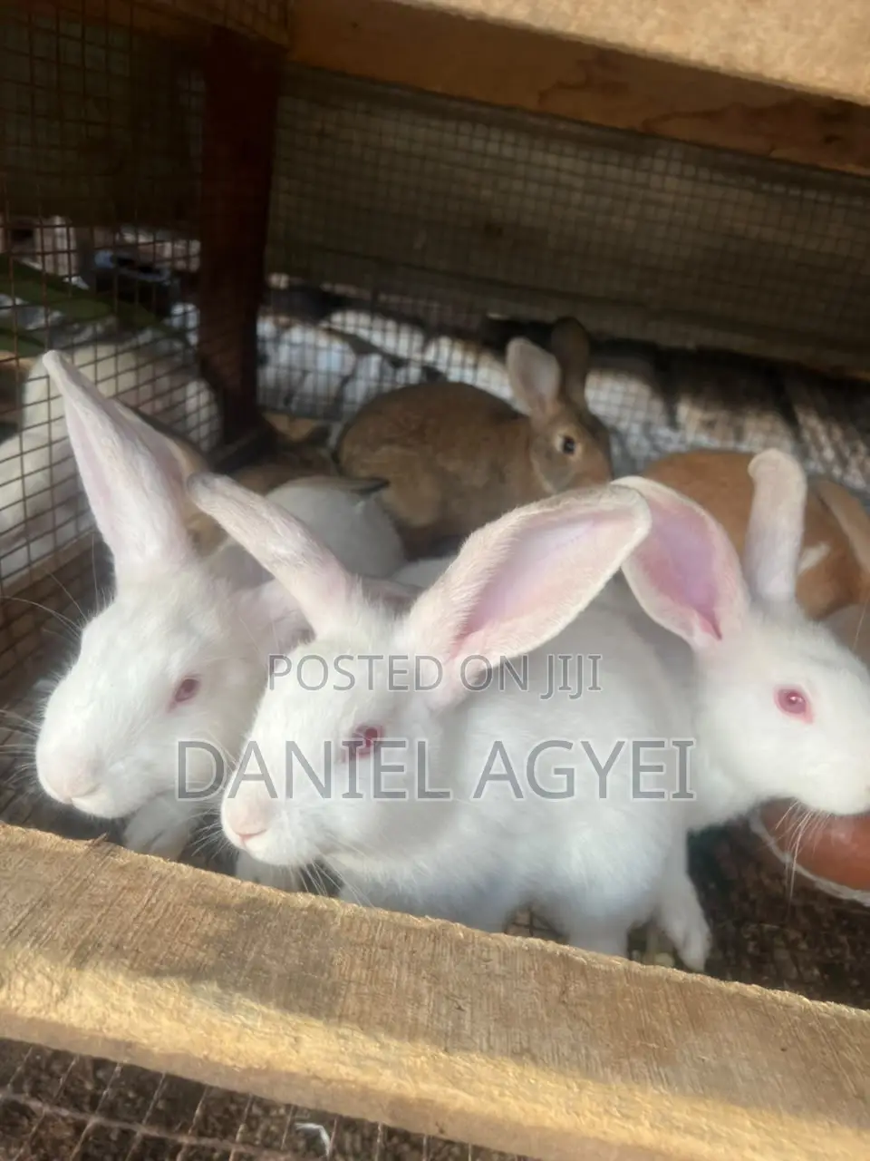 Healthy Rabbits for Sale – Affordable Price