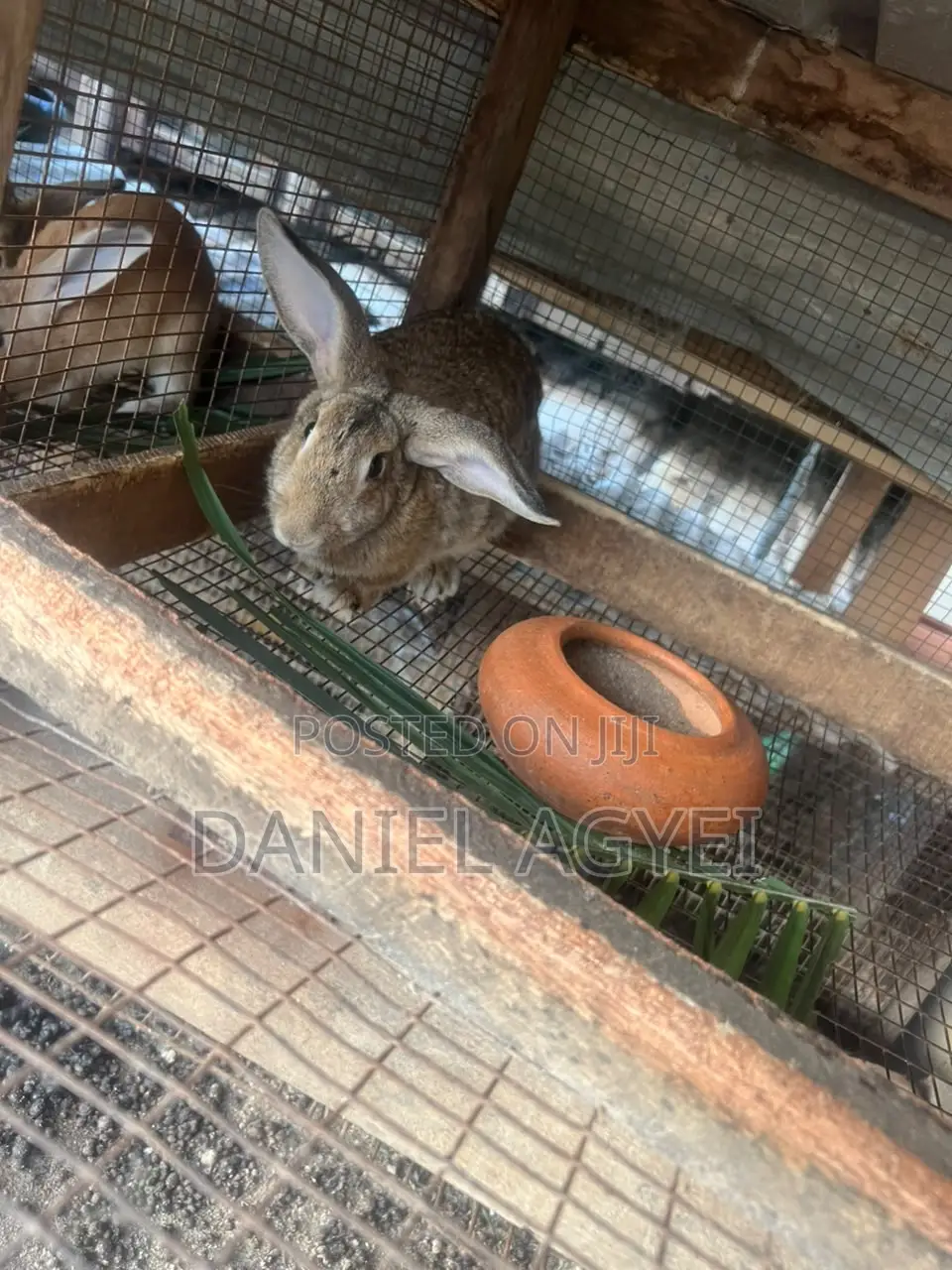 Healthy Rabbits for Sale – Affordable Price