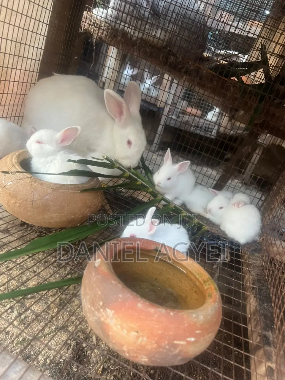 Healthy Rabbits for Sale – Affordable Price