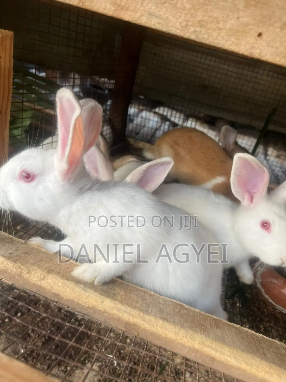 Healthy Rabbits for Sale – Affordable Price