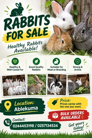 Healthy Rabbits for Sale – Affordable Price