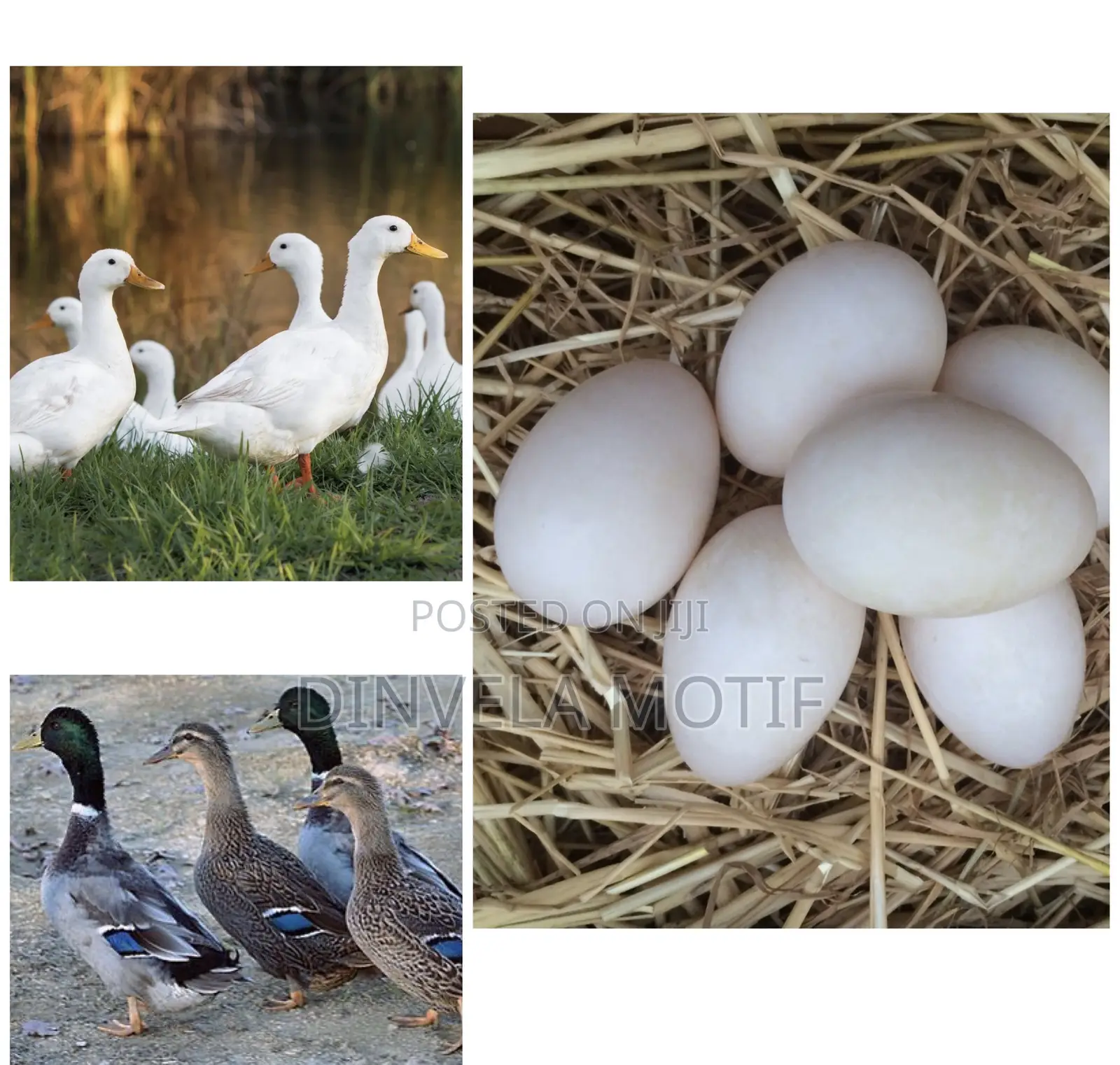Foreign Ducks(Pekind/ Rouens) Ducks Fertile Eggs