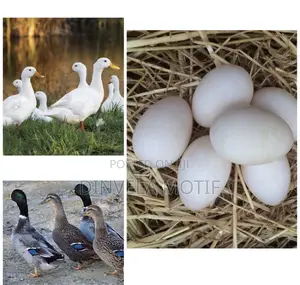 Foreign Ducks(Pekind/ Rouens) Ducks Fertile Eggs