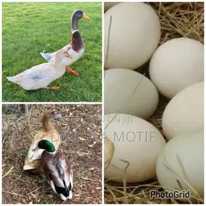 Fertile Foreign Ducks Eggs