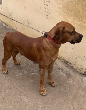 1+ year Male Purebred Boerboel