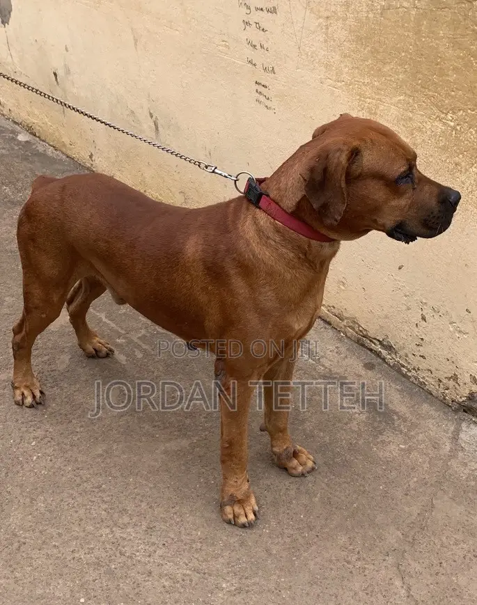 1+ year Male Purebred Boerboel