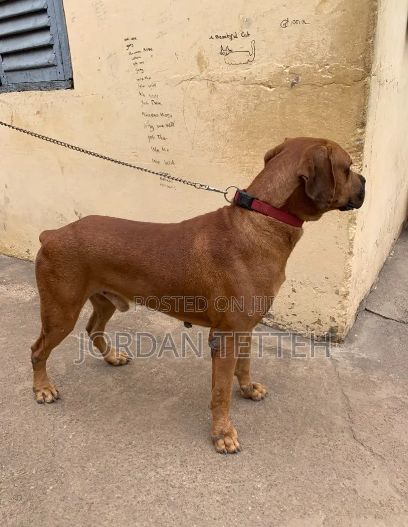 1+ year Male Purebred Boerboel
