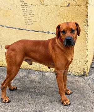 1+ year Male Purebred Boerboel