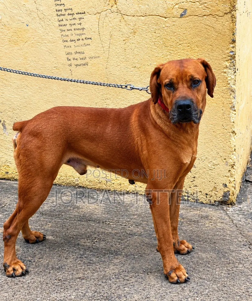 1+ year Male Purebred Boerboel
