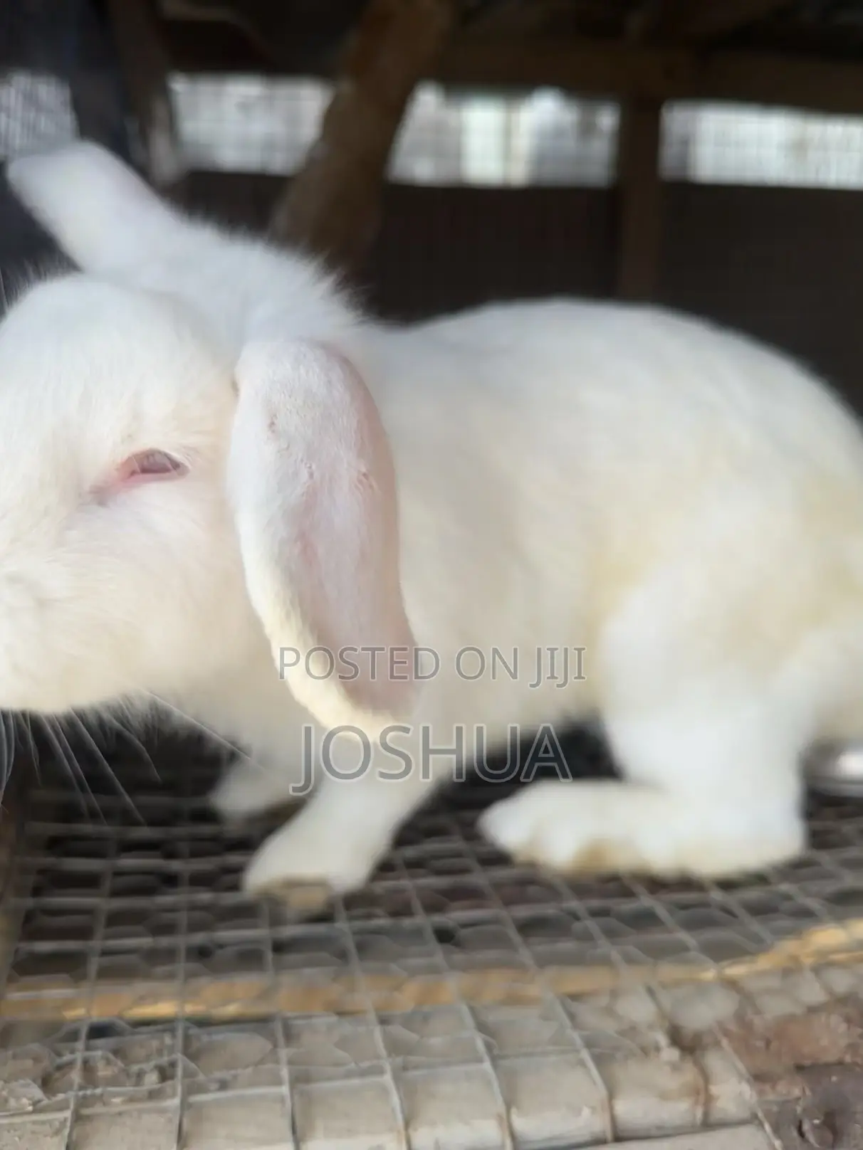 Male and Female Rabbits Available