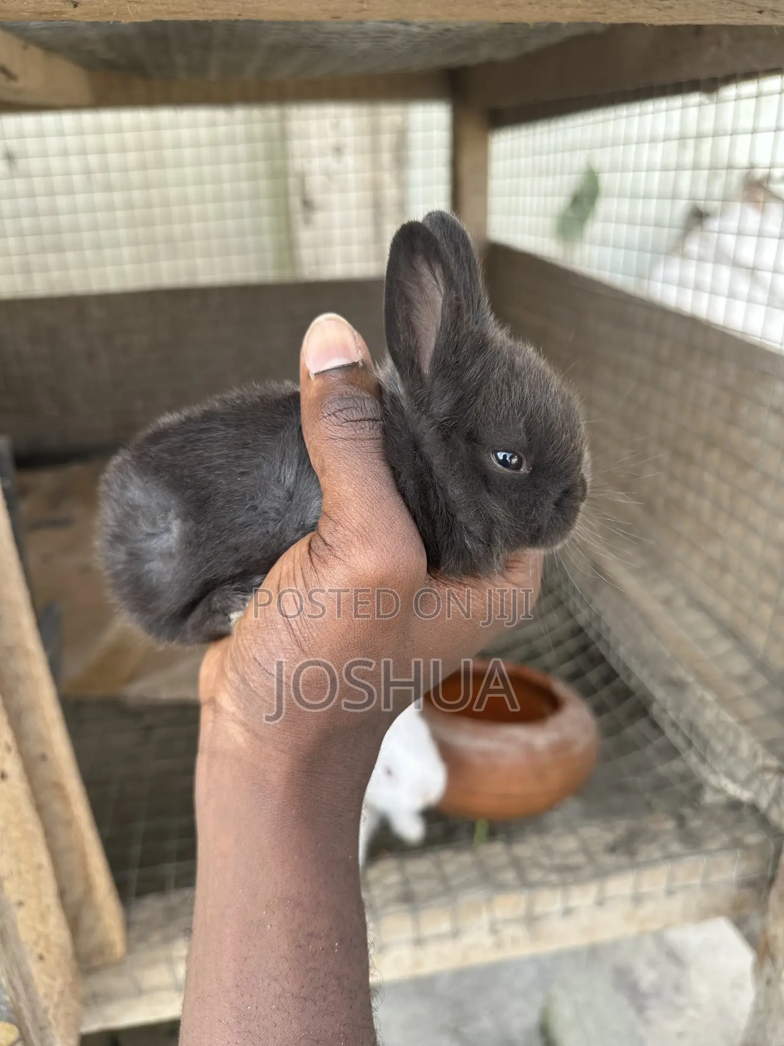 Male and Female Rabbits Available