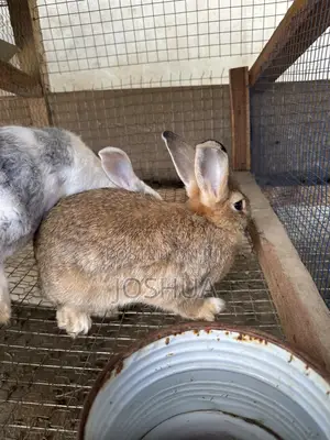 Male and Female Rabbits Available