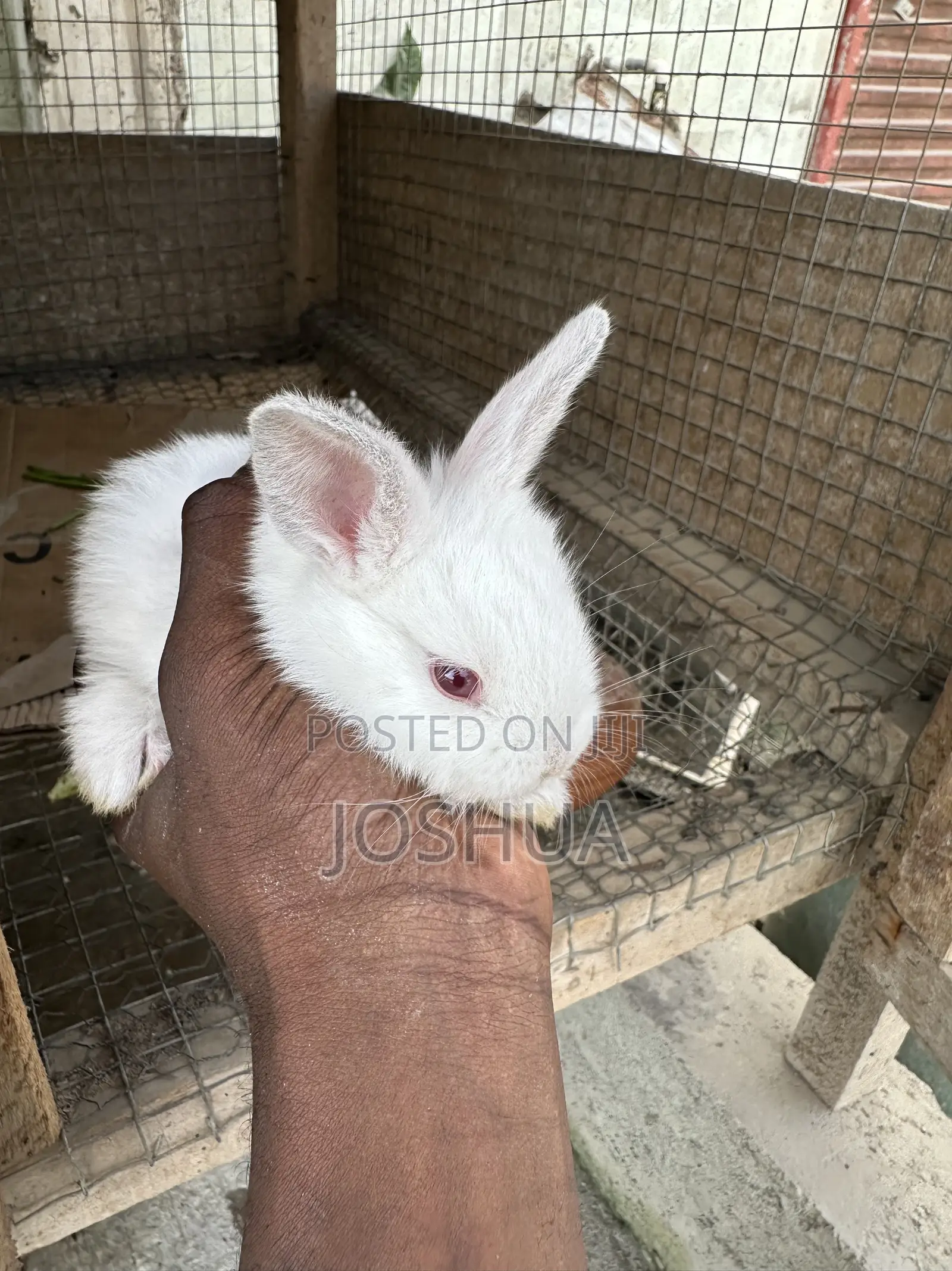 Male and Female Rabbits Available