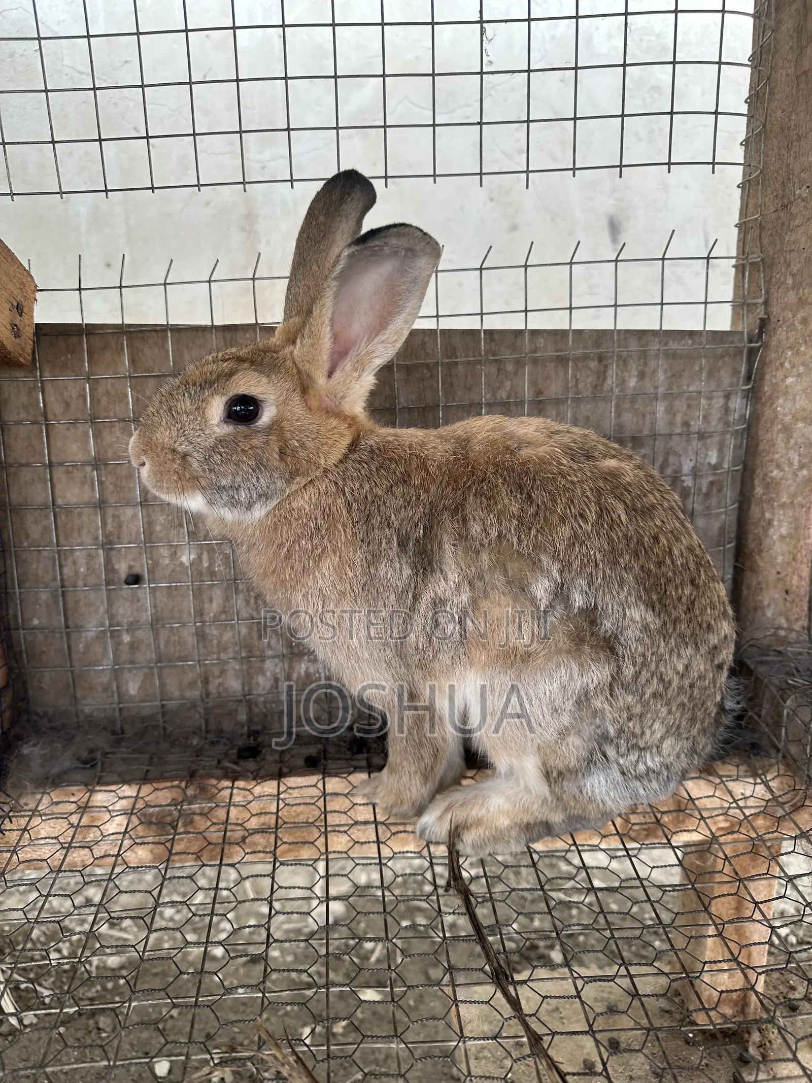 Male and Female Rabbits Available