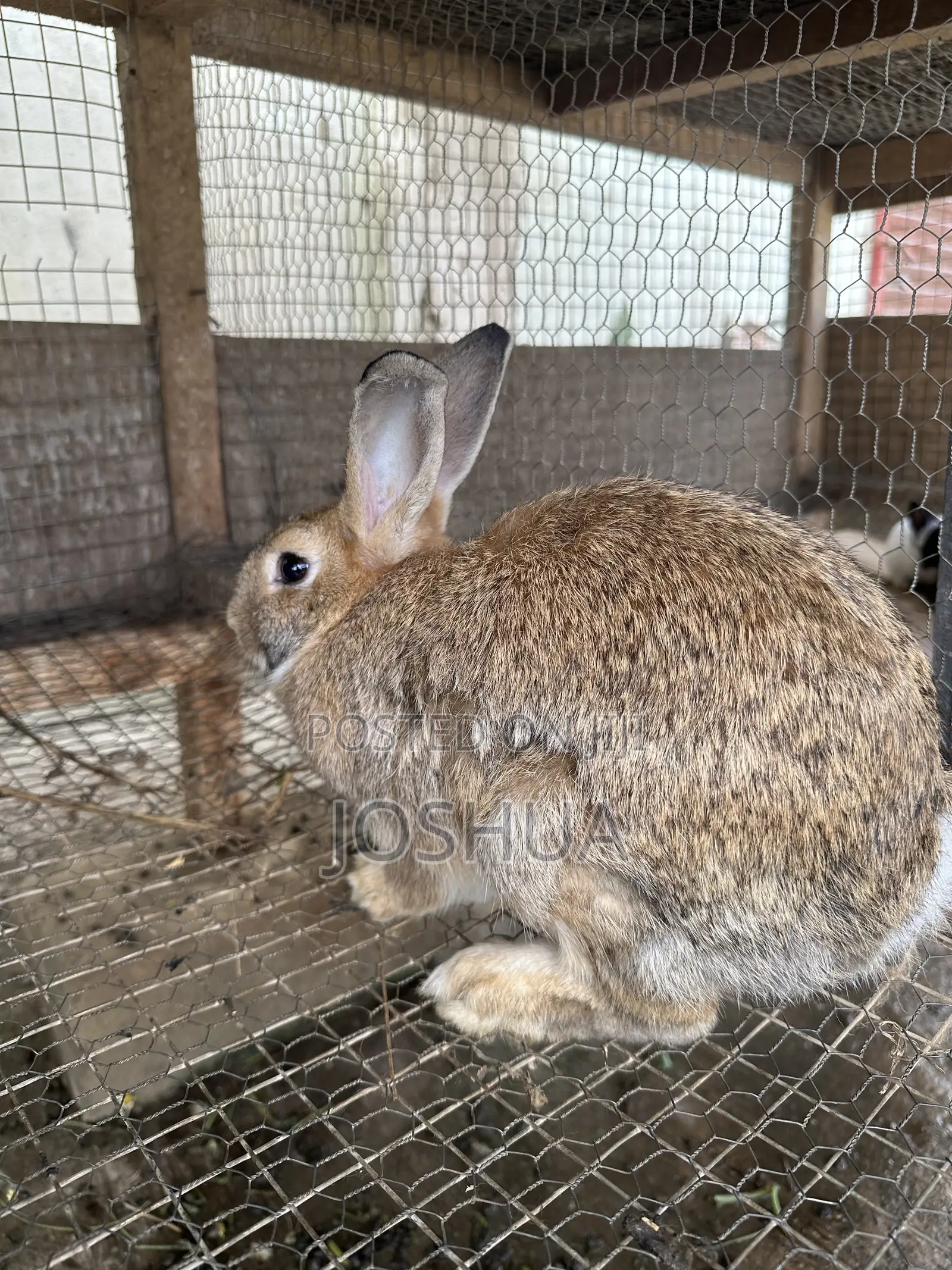 Male and Female Rabbits Available