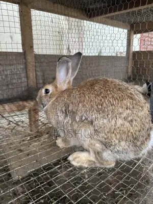 Male and Female Rabbits Available