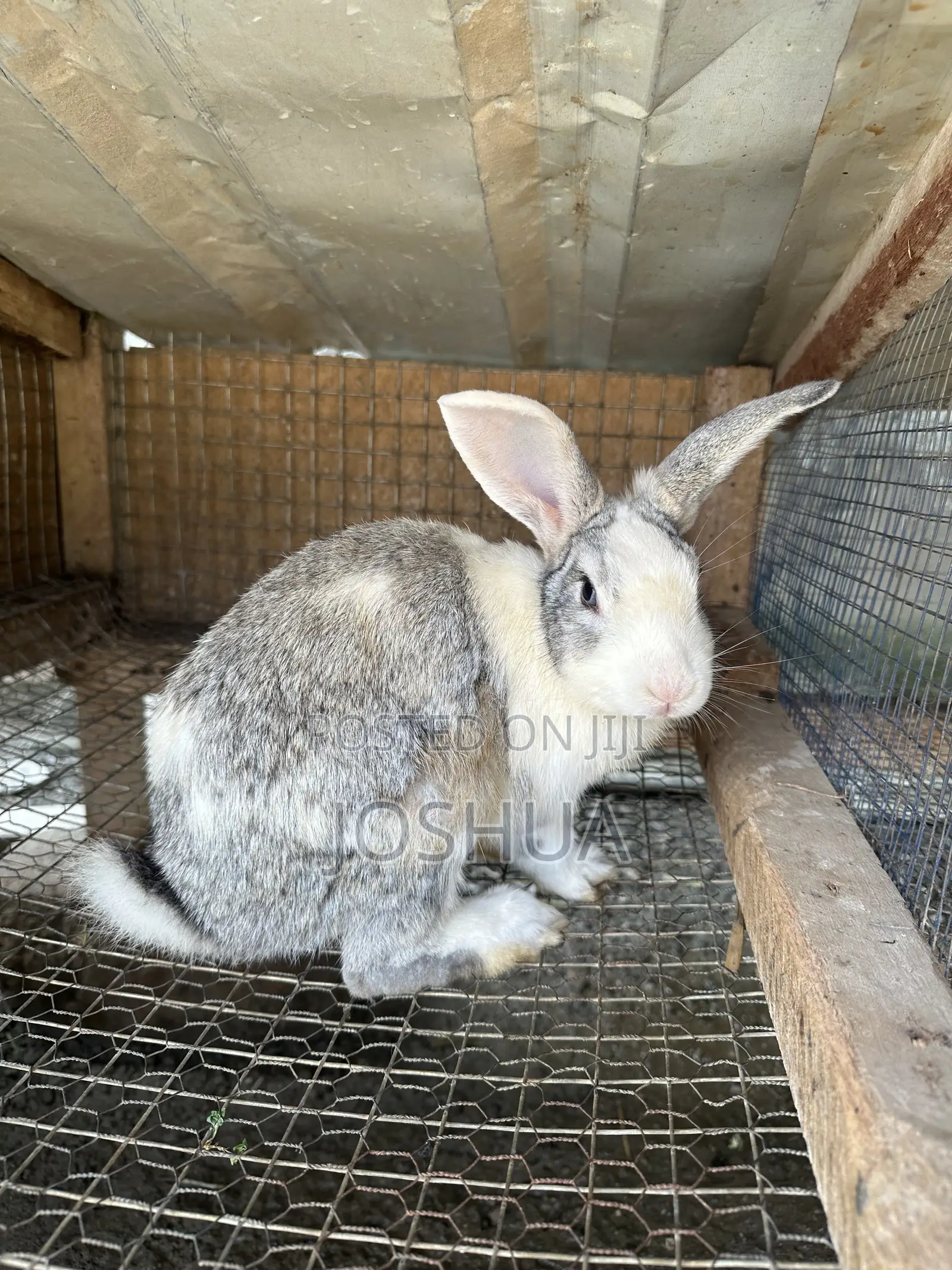 Male and Female Rabbits Available