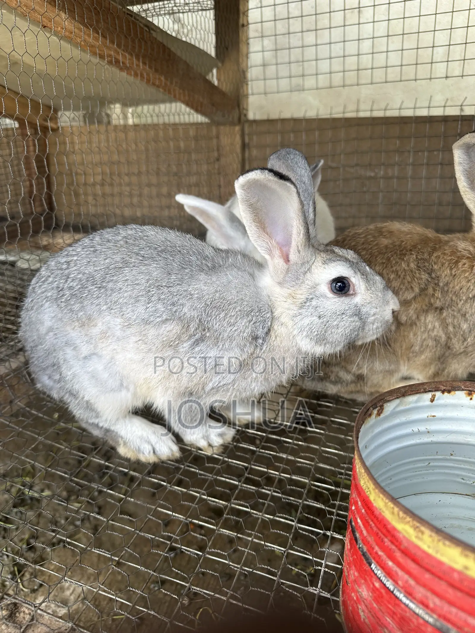 Male and Female Rabbits Available