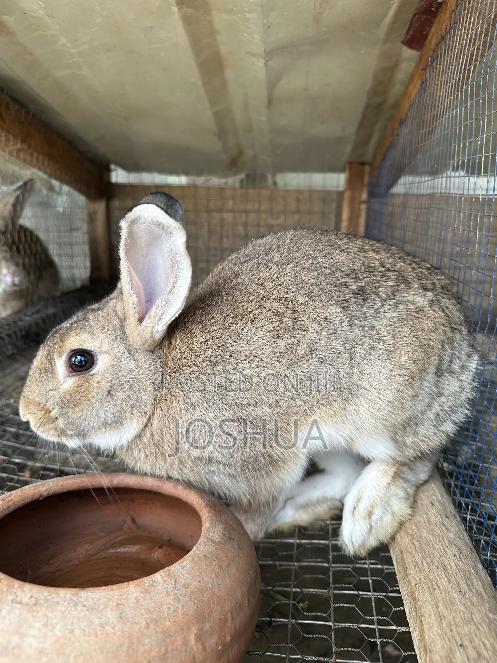 Male and Female Rabbits Available