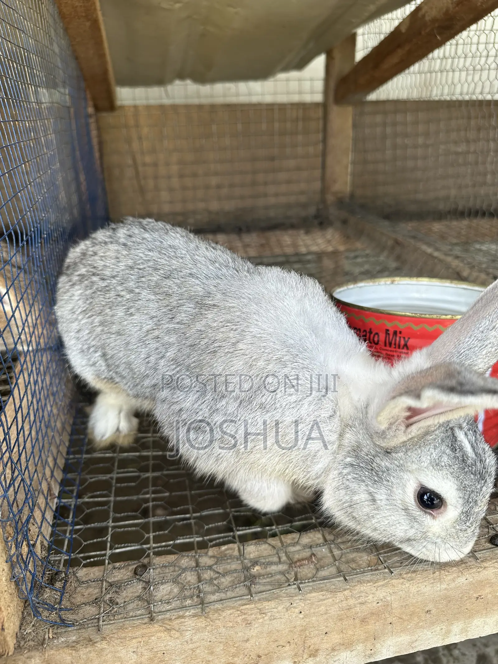 Male and Female Rabbits Available