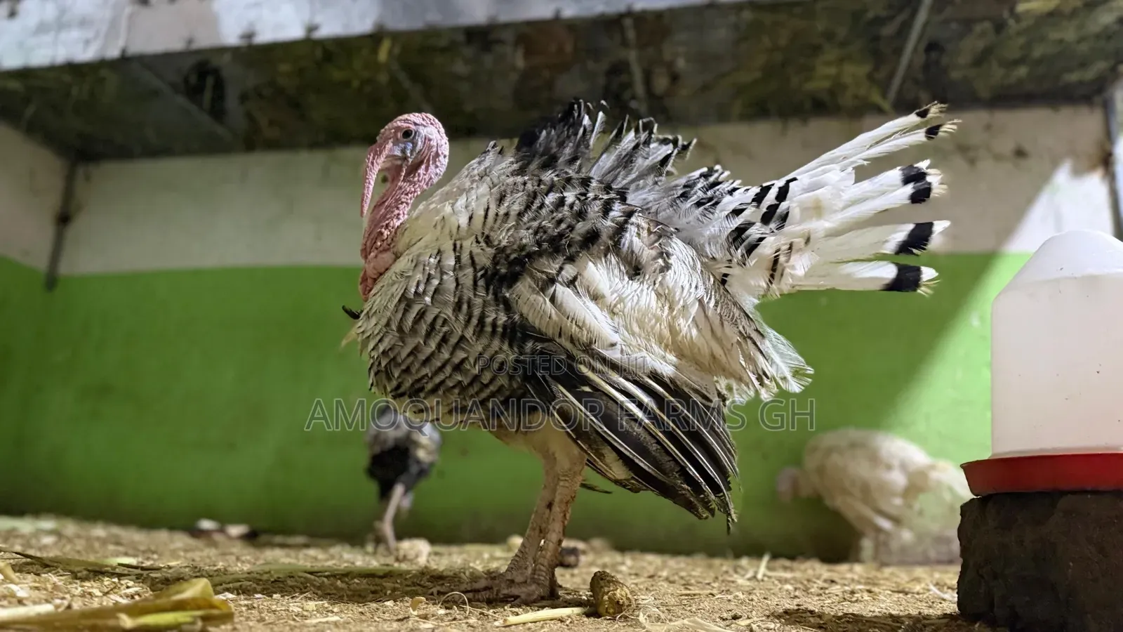 Day Old Turkey Poults Full Grown Turkeys