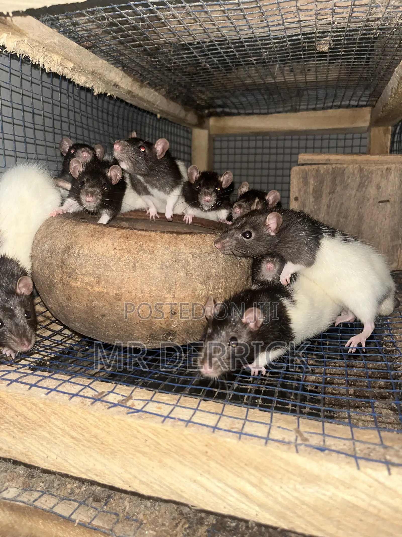 Albino Mouse or Pet Mouse