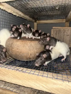 Albino Mouse or Pet Mouse