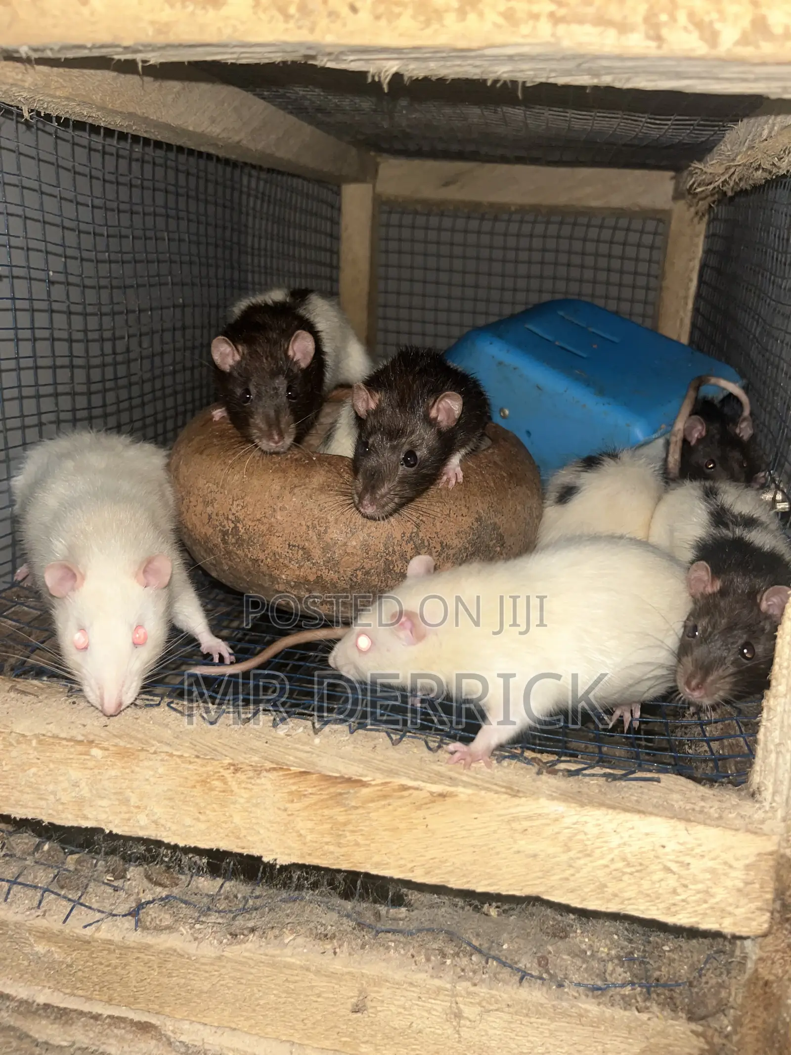 Albino Mouse or Pet Mouse