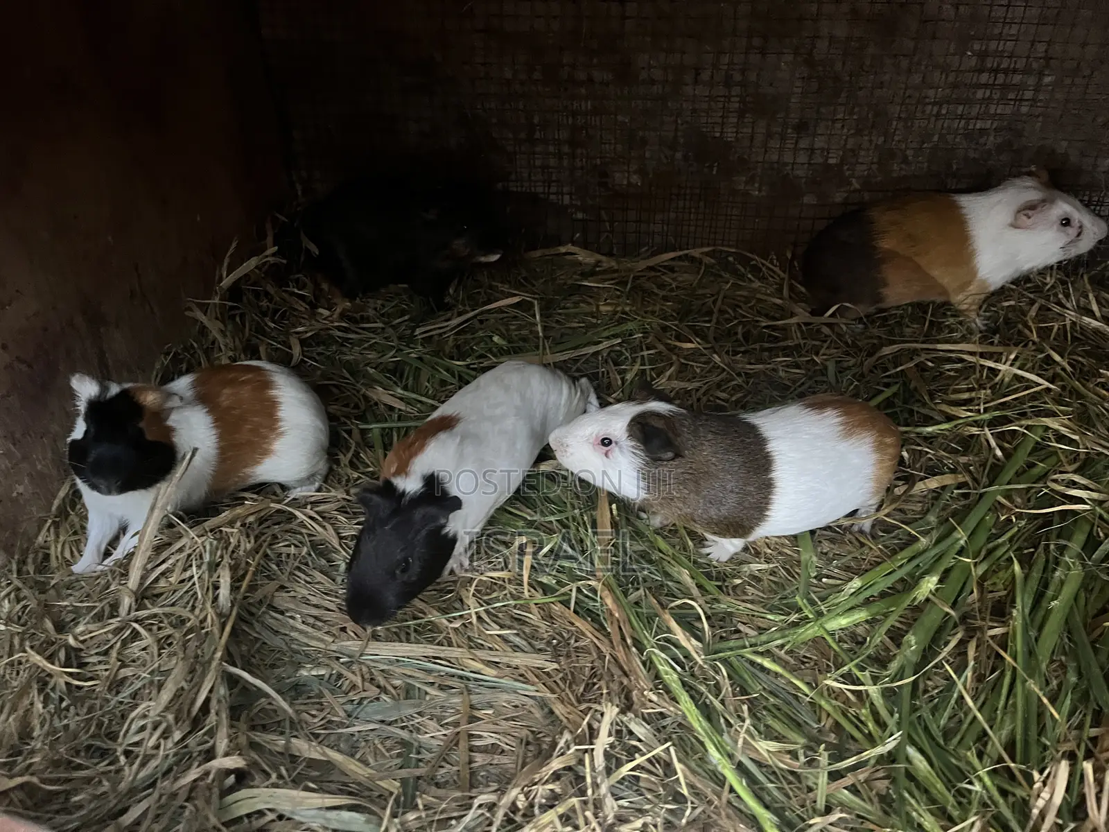 Guinea Pigs