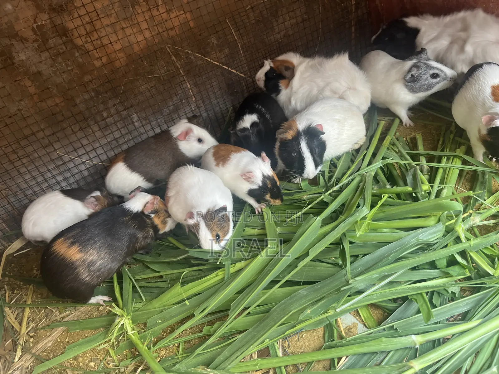 Guinea Pigs