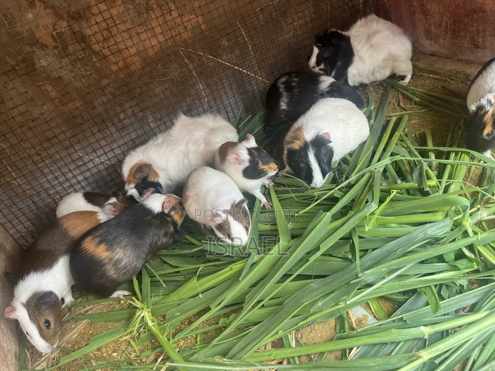 Guinea Pigs