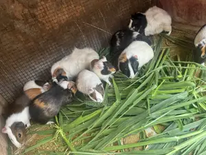 Guinea Pigs