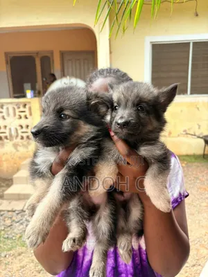 1-3 months Female Purebred German Shepherd
