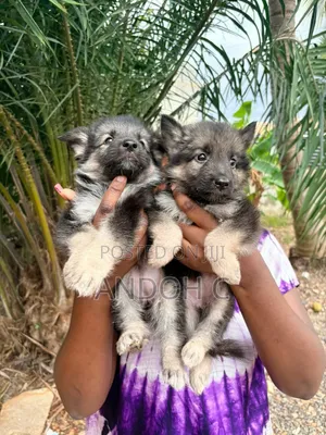 1-3 months Female Purebred German Shepherd