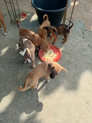 1-3 months Female Purebred Rottweiler